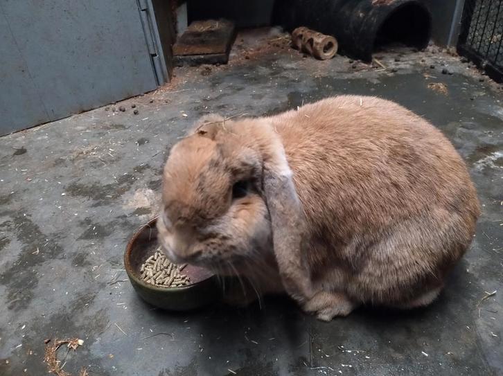 4 volwassen konijnen, Animaux & Accessoires, Lapins, Plusieurs animaux