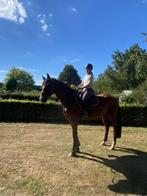 Allround sportpaard, Dieren en Toebehoren, Ruin