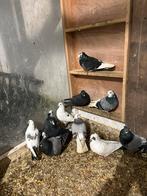 Pigeons Hoogevliegers, Animaux & Accessoires, Oiseaux | Pigeons