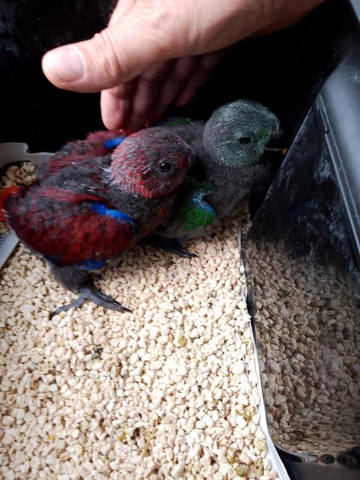 Handtamme edelpapegaai, Dieren en Toebehoren, Vogels | Parkieten en Papegaaien, Geringd