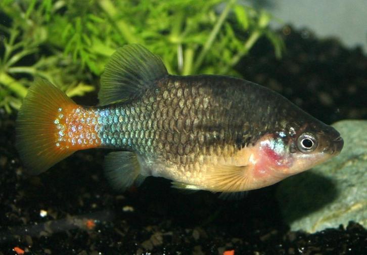 Xenotoca Lyonsi kweekgroep 2M/3F 4-6cm (zeldzaam), Dieren en Toebehoren, Vissen | Aquariumvissen
