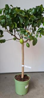 Citrus Limoen, Ophalen