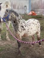 Mini paardje, Dieren en Toebehoren, Paarden, Hengst