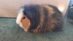 Ch teddy beertjes, Mannelijk, Cavia, Tam