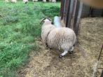 Scottish blackface rammen te koop, Dieren en Toebehoren, Schapen, Geiten en Varkens, Mannelijk, Schaap, 0 tot 2 jaar