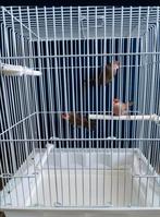 Sint helenafazantje / Astrild ondulé, Dieren en Toebehoren, Vogels | Overige Vogels