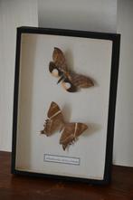 taxidermie vlinders, Opgezet dier, Gebruikt, Ophalen, Insect