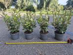 Olijfwilg 'compacta' haagplanten 40-50 cm, Tuin en Terras, Ophalen of Verzenden, Overige soorten, Haag, Minder dan 100 cm
