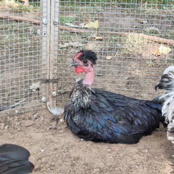 Naakhals haantje  beschikbaar voor biedingen