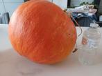 pompoenen 0.60 euro per kg, Diversen, Ophalen