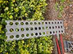 6 gegalvaniseerde rijplaten 1.5m lang en 0.45 breed, Ophalen, Gebruikt
