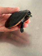 Waterschildpad (emydura subglubosa), Amfibie, 0 tot 2 jaar