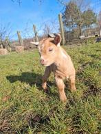 Dwerggeitje, Dieren en Toebehoren, Mannelijk, Geit, 0 tot 2 jaar