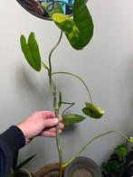 philodendron burle marx variegata Kopstek, Enlèvement ou Envoi