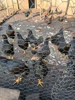 Hollandse Barnevelders heb veel staan leg kippen en hanen, Dieren en Toebehoren, Kip