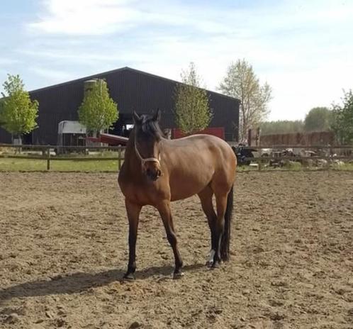 Mooie Zangersheide merrie te koop, Dieren en Toebehoren, Paarden, Merrie, B, 165 tot 170 cm, 11 jaar of ouder, Dressuurpaard, Met stamboom