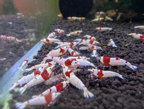 Lot de 25 PRL = 35€, Dieren en Toebehoren, Vissen | Aquaria en Toebehoren, Ophalen of Verzenden
