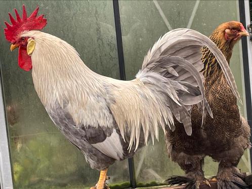 Trio Leghorn Isabelpatrijs, Dieren en Toebehoren, Pluimvee