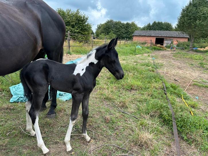 Miss Cutie Blackjack, Dieren en Toebehoren, Paarden, Merrie, Onbeleerd, 160 tot 165 cm, 0 tot 2 jaar, Westernpaard, Met stamboom