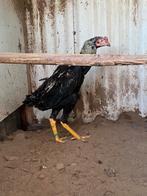 Shamo haan, Animaux & Accessoires