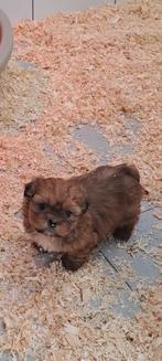 Shih-tzu, Dieren en Toebehoren, België, Overige rassen, CDV (hondenziekte), 8 tot 15 weken