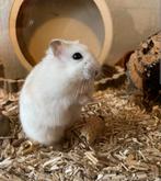 russisc dwerg hamster, Dieren en Toebehoren, Knaagdieren, Hamster