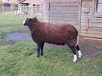 Ram zwartbles