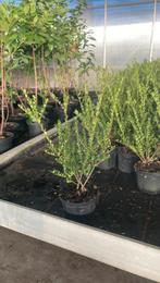 Ilex crenata 'Green Hedge' Groenblijvende haagplant.