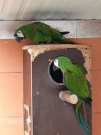 Couple réproducteur ara severe 2011-2012, Animaux & Accessoires, Oiseaux | Perruches & Perroquets, Domestique, Perroquet