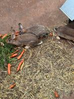 Vlees konijnen te koop