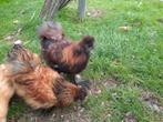 Zijdehoen haantjes, Dieren en Toebehoren, Pluimvee