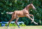 Hengstenveulen met goede moederlijn, Dieren en Toebehoren, Gechipt, Springpaard, 0 tot 2 jaar, Hengst