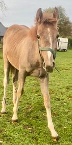 Veel belovend veulen te koop, Dieren en Toebehoren, Merrie, Springpaard, Z, Gechipt