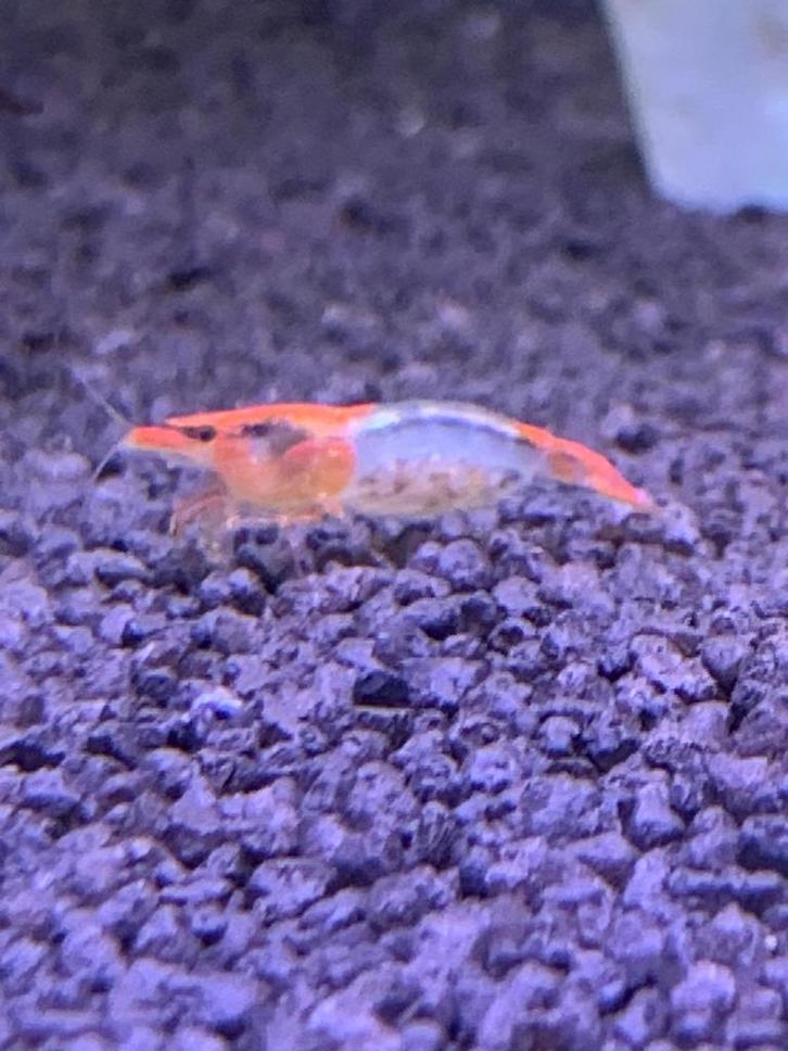 Oranje Rili garnalen, Dieren en Toebehoren, Vissen | Aquariumvissen, Zoetwatervis, Kreeft, Krab of Garnaal