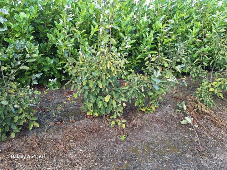 Amelanchier lamarckii, krentenstruik tot 150 cm, Tuin en Terras, Planten | Struiken en Hagen, Ophalen of Verzenden