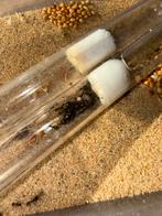Messor barbarus mieren kolonie 50 werksters, Dieren en Toebehoren, Insecten en Spinnen, Mieren
