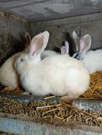 Mooie konijnen te koop