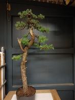 Voorjaars bonsai sale, Tuin en Terras, Planten | Bomen, Ophalen of Verzenden
