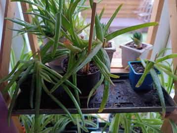 Plante Aloé Vera 4€ beschikbaar voor biedingen