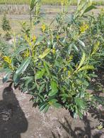 Prunus laurocerasus caucasica 150+ ( opruiming), Jardin & Terrasse, Plantes | Arbustes & Haies, Enlèvement