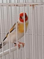 Cardonneret  major male tête blanche 2025., Mâle, Oiseau chanteur sauvage, Bagué