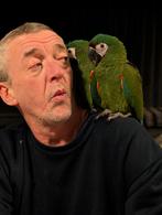 ara severe te koop, Dieren en Toebehoren, Meerdere dieren, Papegaai, Geringd