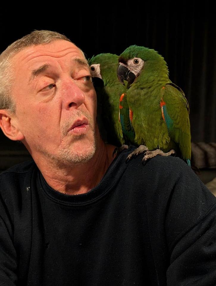 ara severe te koop, Dieren en Toebehoren, Vogels | Parkieten en Papegaaien, Papegaai, Meerdere dieren, Tam, Geringd