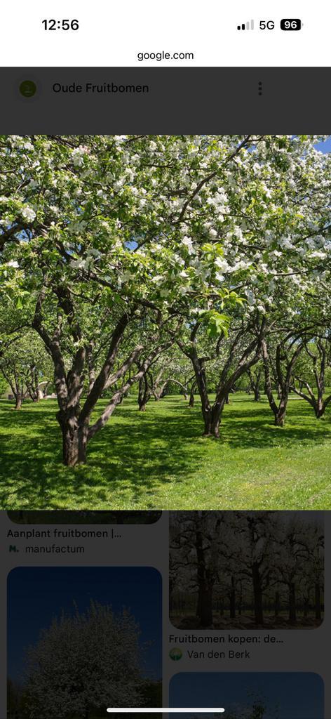 Fruitbomen, Tuin en Terras, Planten | Fruitbomen, Ophalen