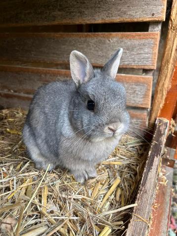 Kleurdwerg voedster beschikbaar voor biedingen