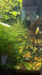 Raszuivere citroen en orange-rili garnaaltjes., Dieren en Toebehoren, Ophalen, Zo goed als nieuw