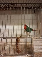 Roodkop papegaai amandine, Dieren en Toebehoren, Vogels | Overige Vogels, Mannelijk, Tropenvogel, Geringd