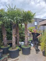 Palmier rustique - trachycarpus fortunei - qualité supérieur, Jardin & Terrasse, Palmier, Enlèvement ou Envoi
