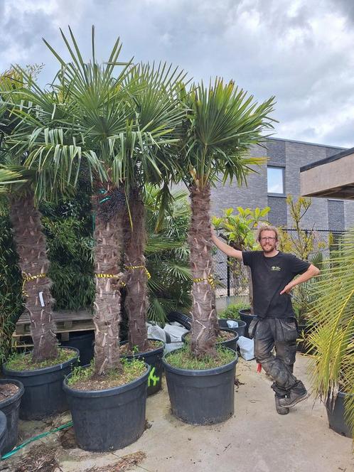 Palmier rustique - trachycarpus fortunei - qualité supérieur, Jardin & Terrasse, Plantes | Arbres, Palmier, Enlèvement ou Envoi