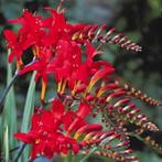 Crocosmias, Ophalen